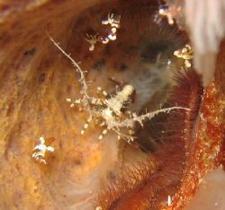 I'm pretty sure these are baby lobsters...Found them in a... by Eric Beckley 